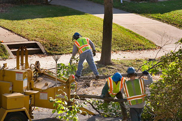 Tree Root Removal in Northlakes, NC